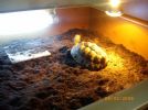 Michelles tortoises